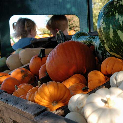 Bishop's Pumpkin Farm, Corn Maze, and Family Fun Park in Wheatland, California