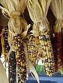 Indian Corn, gourds, squash and decorative corn stalks at Bishop's Pumpkin Farm in Wheatland, California