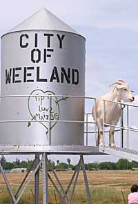 Come visit the city of Weeland at Bishop's Pumpkin Farm in Wheatland, California