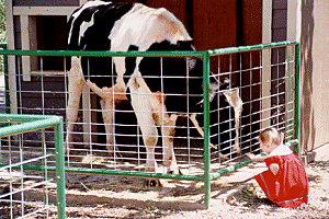 Cows are curious too at Bishop's Pumpkin Farm in Wheatland, California