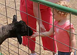 A meeting of two dears, at Bishop's Pumpkin Farm in Wheatland, California