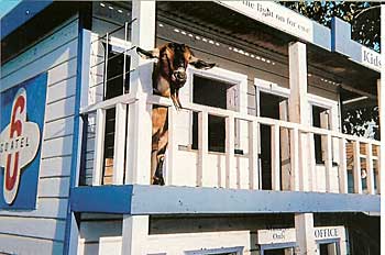 Stop by the Goatel 6 at Bishop's Pumpkin Farm in Wheatland, California