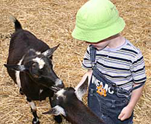 Teaching goats to share can be challenging, even at Bishop's Pumpkin Farm in Wheatland, California