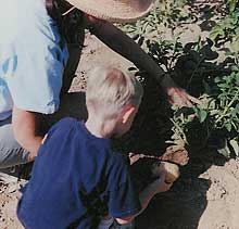 Kids learn that potatoes grow in the ground at Bishop's Pumpkin Farm in Wheatland, California