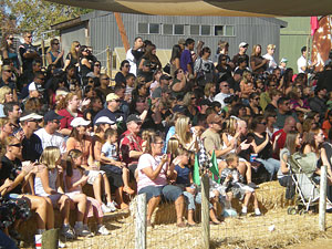 Large crowds love to watch the pig races and entertainment at Bishops Pumpkin Farm in Wheatland, California