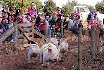Here come the pigs at Bishop's Pumpkin Farm in Wheatland, California
