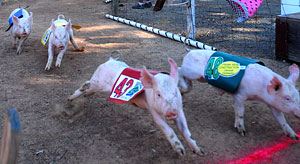 Pigs seem to enjoy the race at Bishops Pumpkin Farm in Wheatland, California