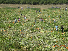 Free haywagon rides in and out of the pumpkin patch at Bishop's Pumpkin Farm in Wheatland, California