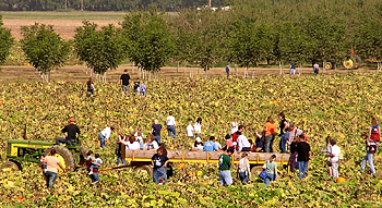 Free hayrides into the pumpkin patch, and help loading your car at Bishop's Pumpkin Farm in Wheatland, California