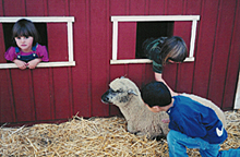 See and pet the farm animals at Bishop's Pumpkin Farm in Wheatland, California