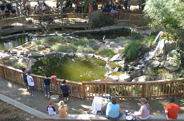 See our golden pond at Bishop's Pumpkin Farm in Wheatland, California